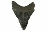 Fossil Megalodon Tooth - South Carolina #130844-2